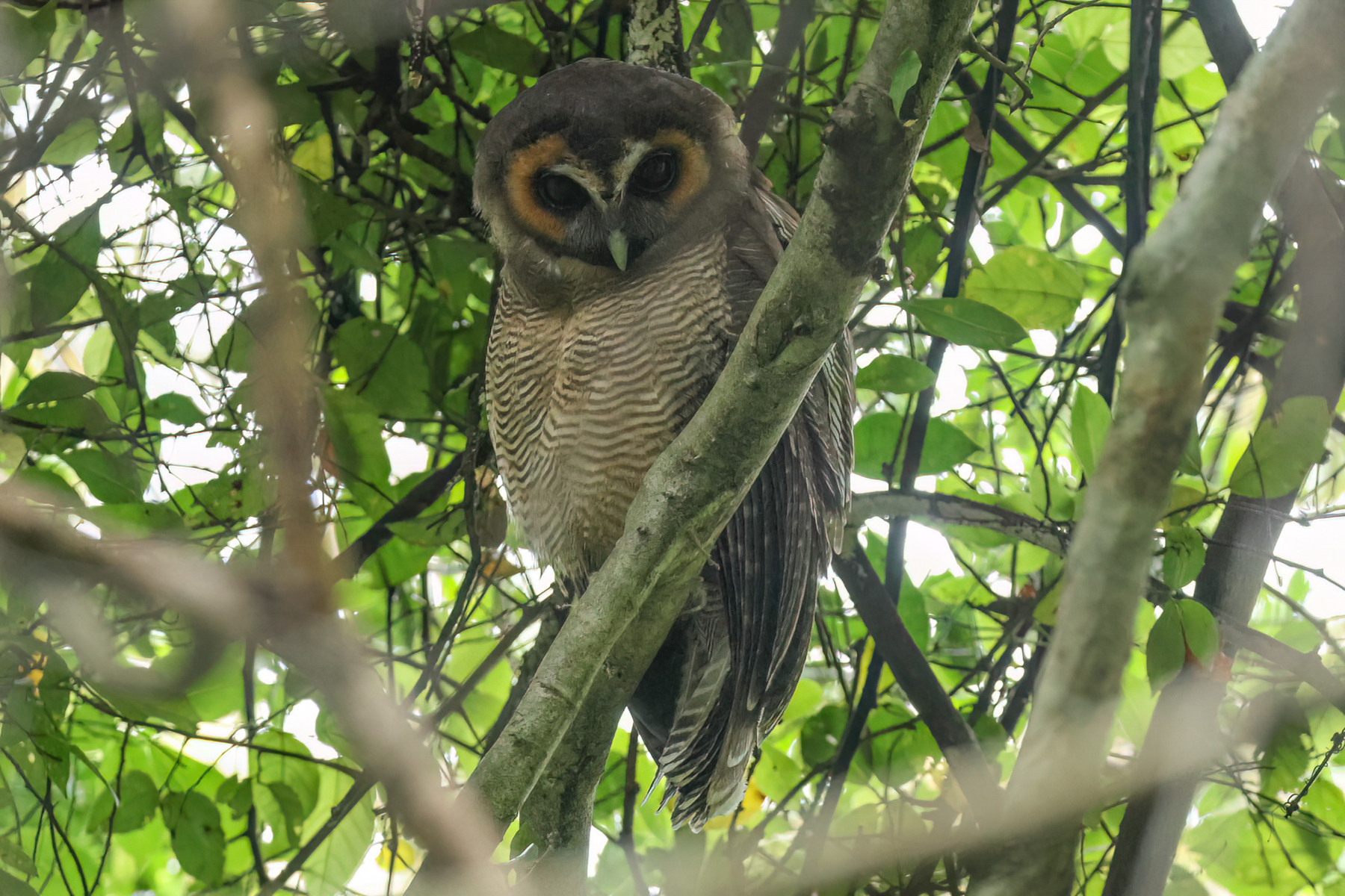 Brown Wood-Owl (image by Vincent van der Spek)