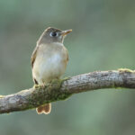 Brown-breasted Flycatcher (image by Vincent van der Spek)