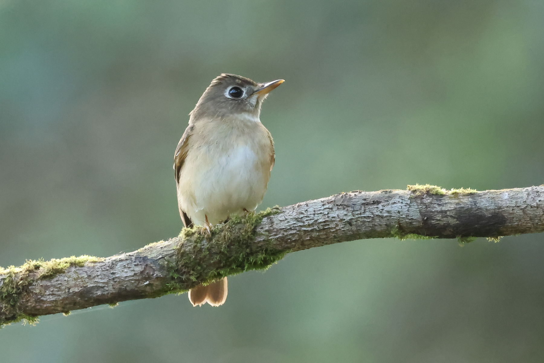Brown-breasted Flycatcher (image by Vincent van der Spek)