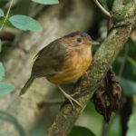Brown-capped Babbler (image by Vincent van der Spek)