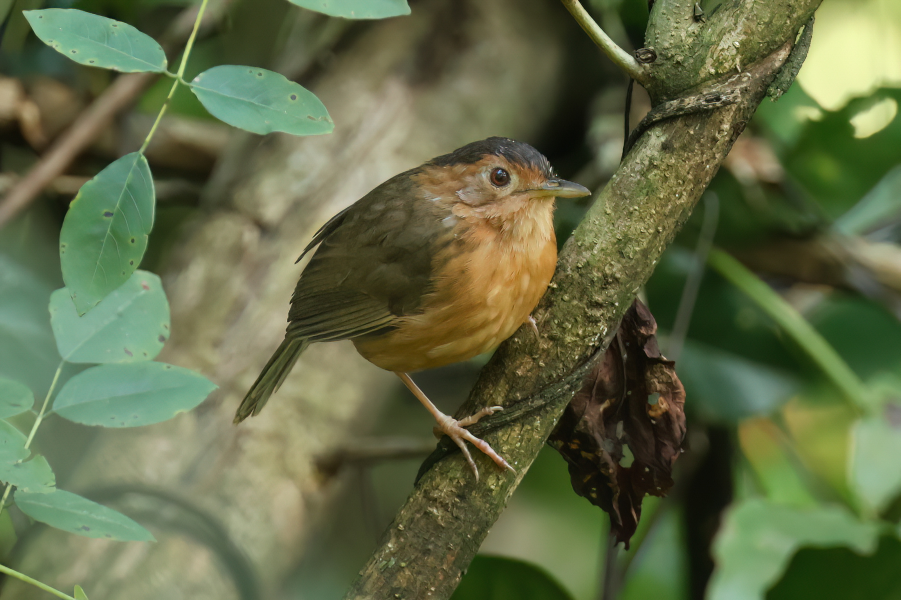 Brown-capped Babbler (image by Vincent van der Spek)