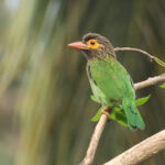 Brown-headed Barbet (image by Vincent van der Spek)