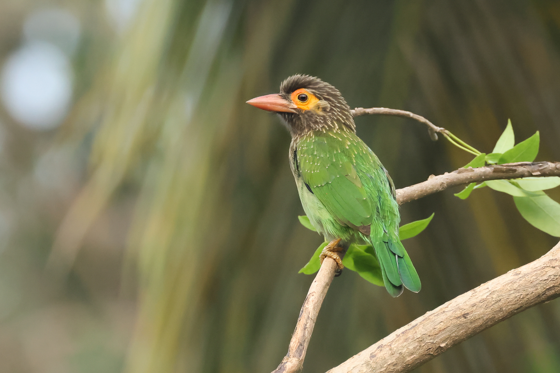 Brown-headed Barbet (image by Vincent van der Spek)