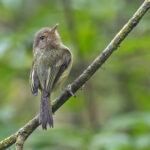 Buff-breasted Tody-Tyrant (image by Pete Morris)