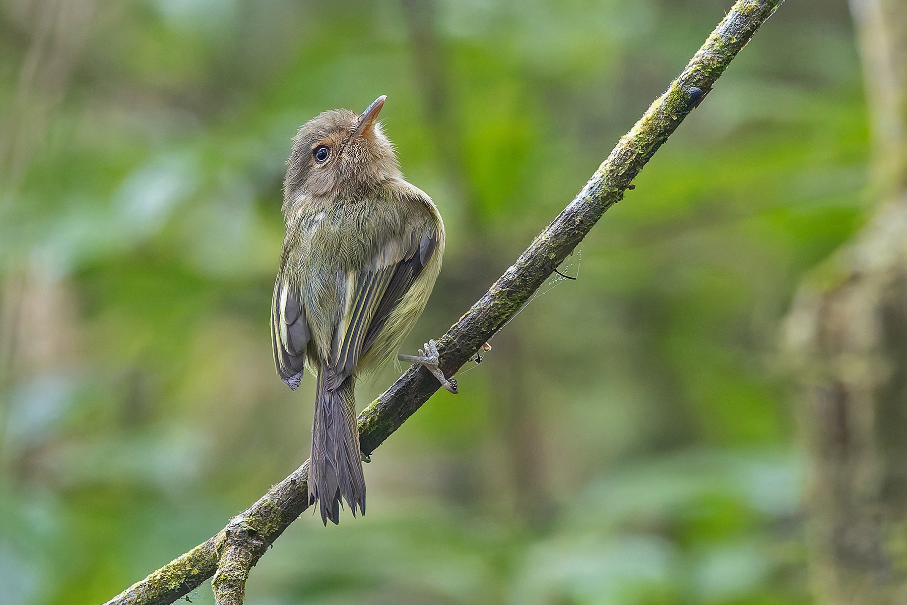 Buff-breasted Tody-Tyrant (image by Pete Morris)