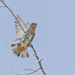 Buff-throated Purpletuft (image by Pete Morris)