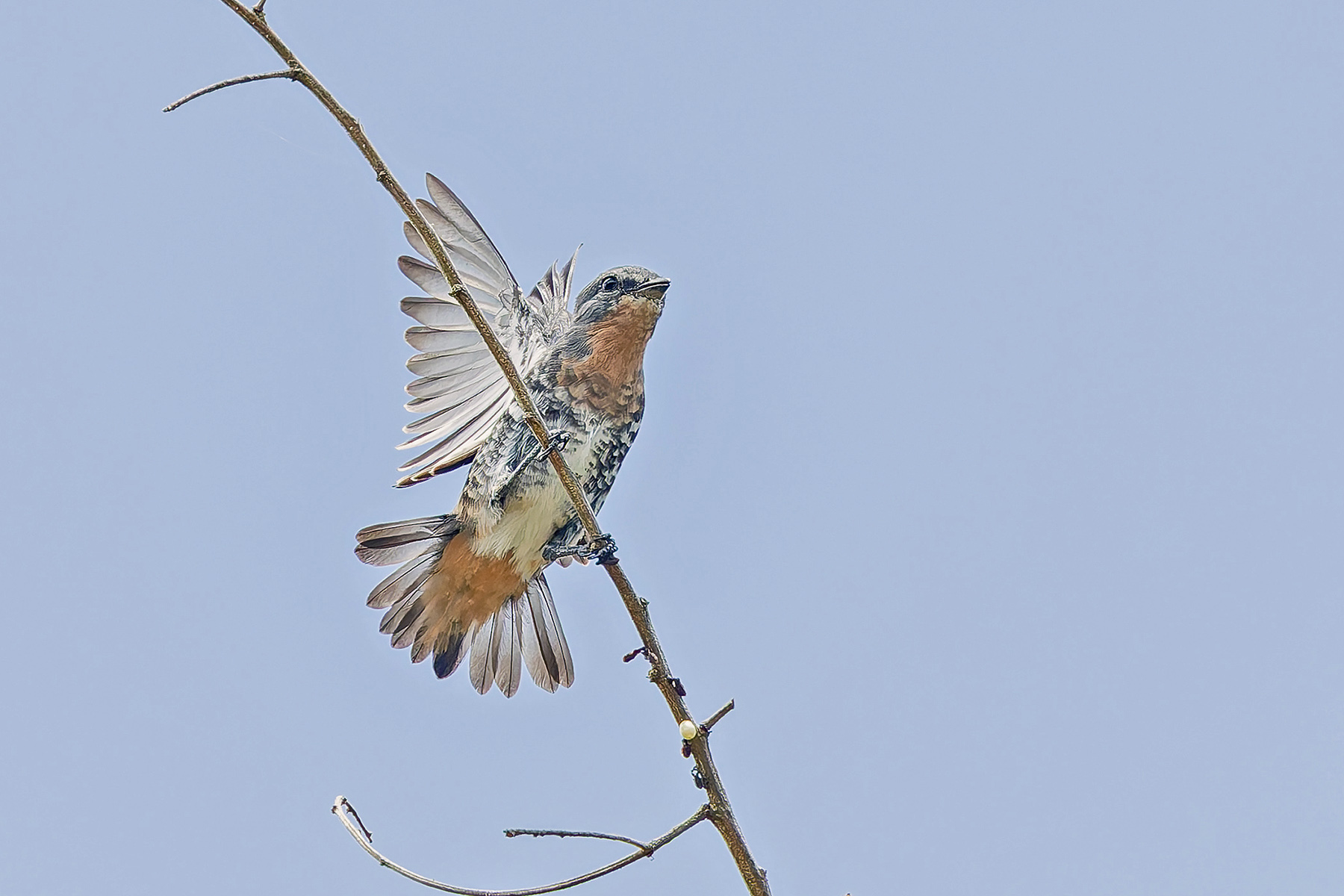 Buff-throated Purpletuft (image by Pete Morris)