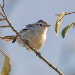 Caatinga Antwren (image by Pete Morris)