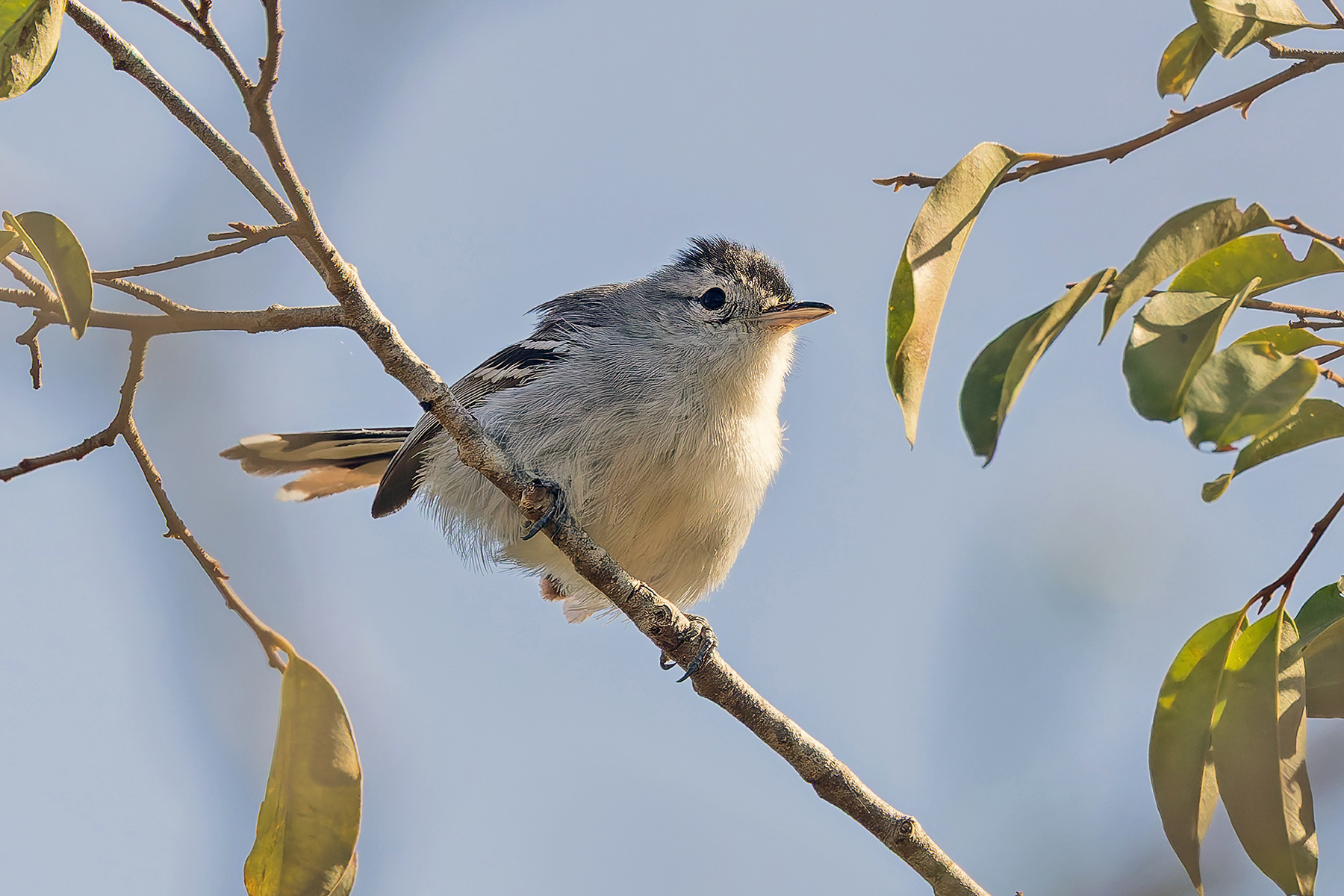 Caatinga Antwren (image by Pete Morris)