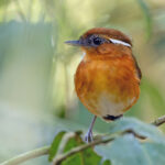 Ceara Gnateater (image by Pete Morris)
