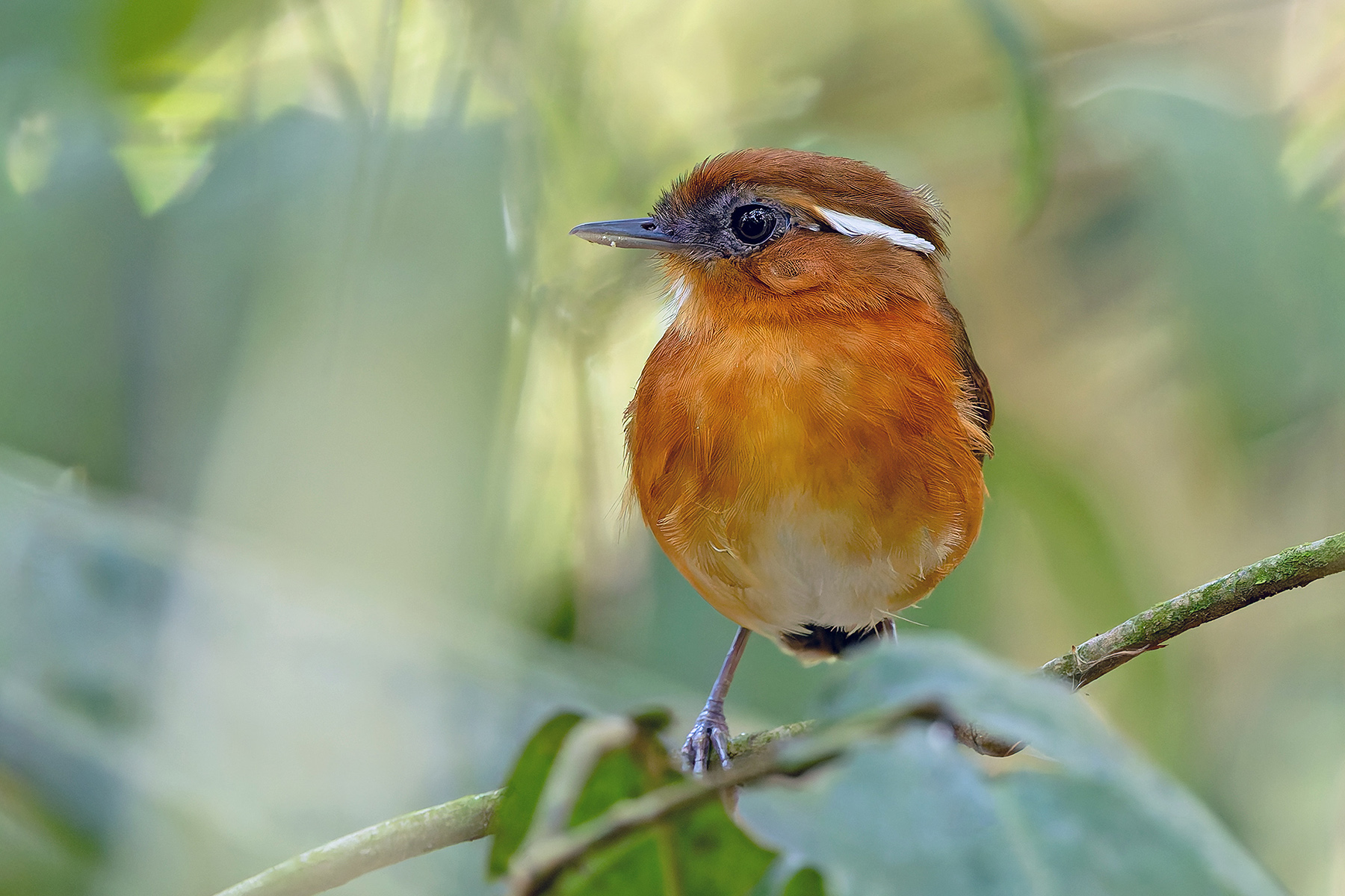 Ceara Gnateater (image by Pete Morris)