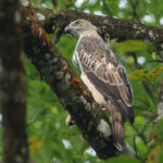 Changeable Hawk-Eagle (image by Vincent van der Spek)