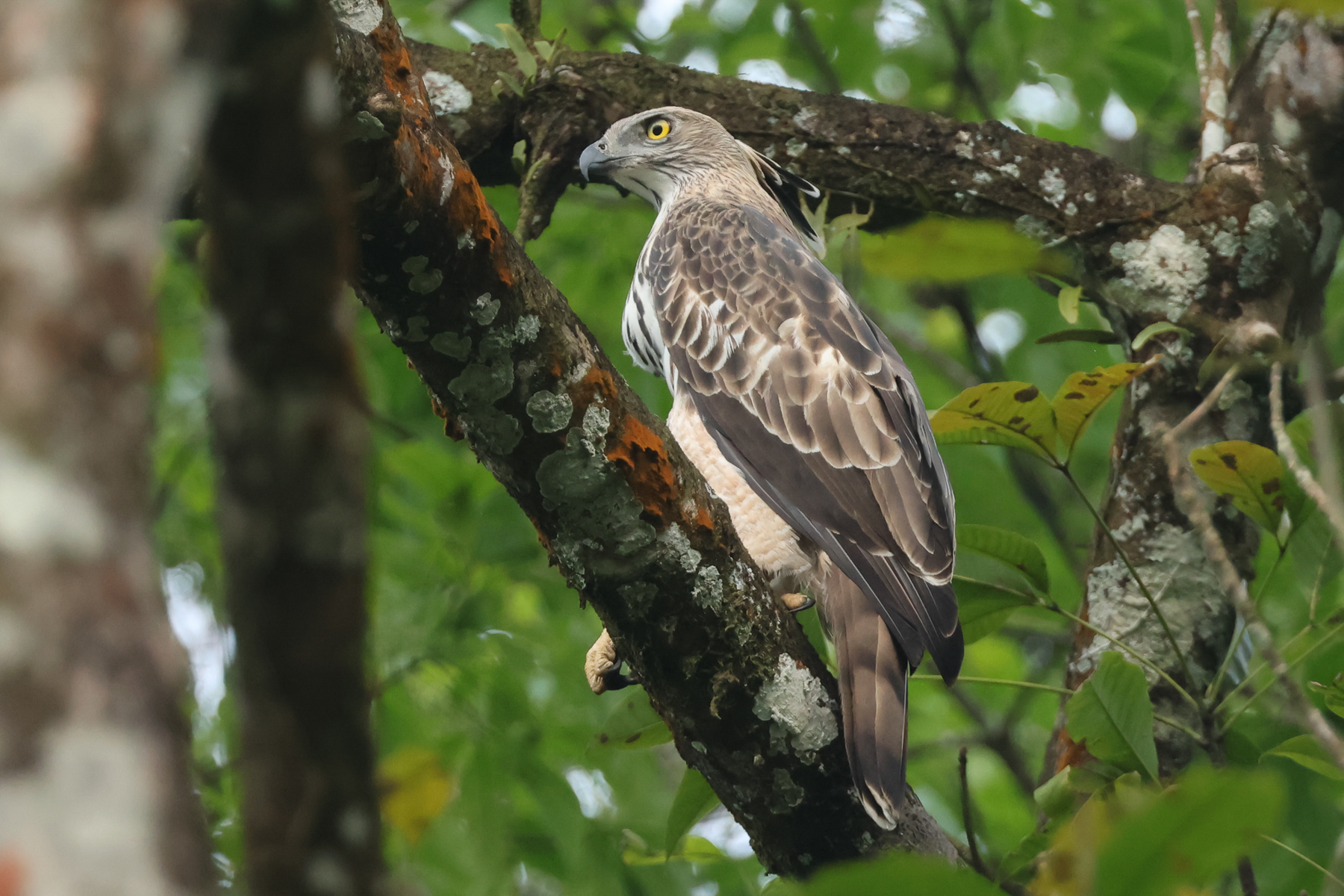 Changeable Hawk-Eagle (image by Vincent van der Spek)