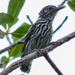 Cherrie's Antwren (image by Keith Betton)