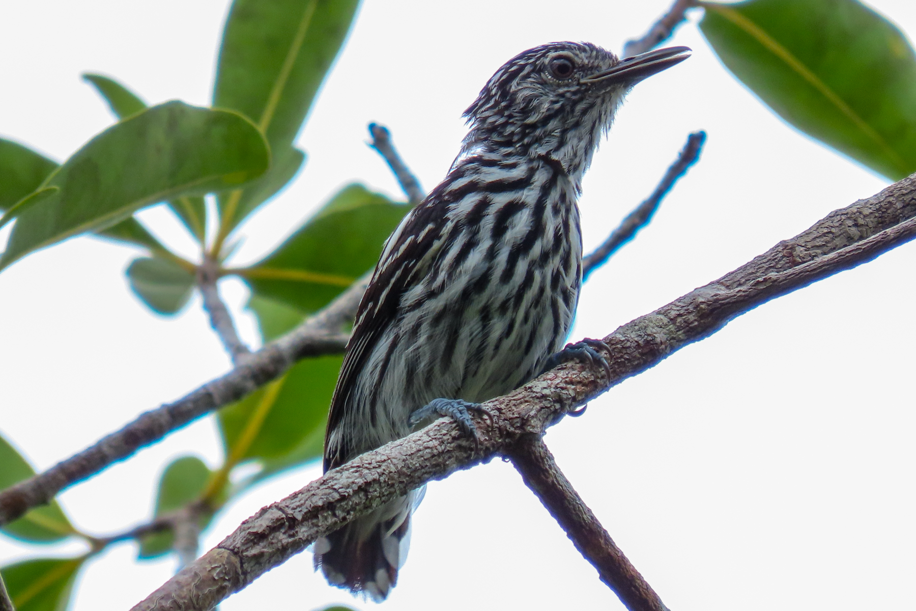 Cherrie's Antwren (image by Keith Betton)
