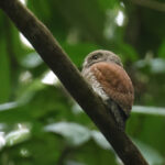 Chestnut-backed Owlet (image by Vincent van der Spek)