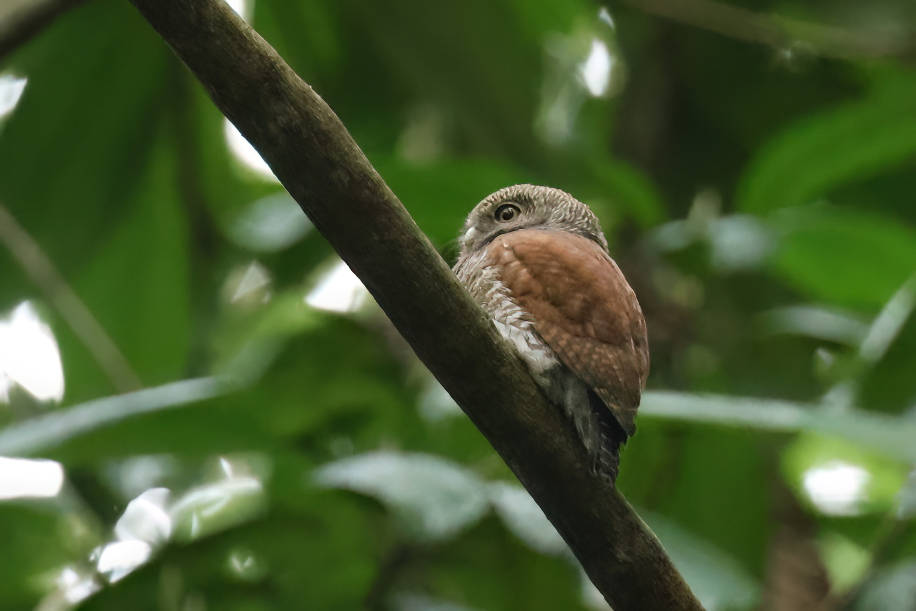 Chestnut-backed Owlet (image by Vincent van der Spek)