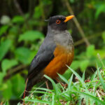 Chestnut-bellied Thrush (image by Keith Betton)
