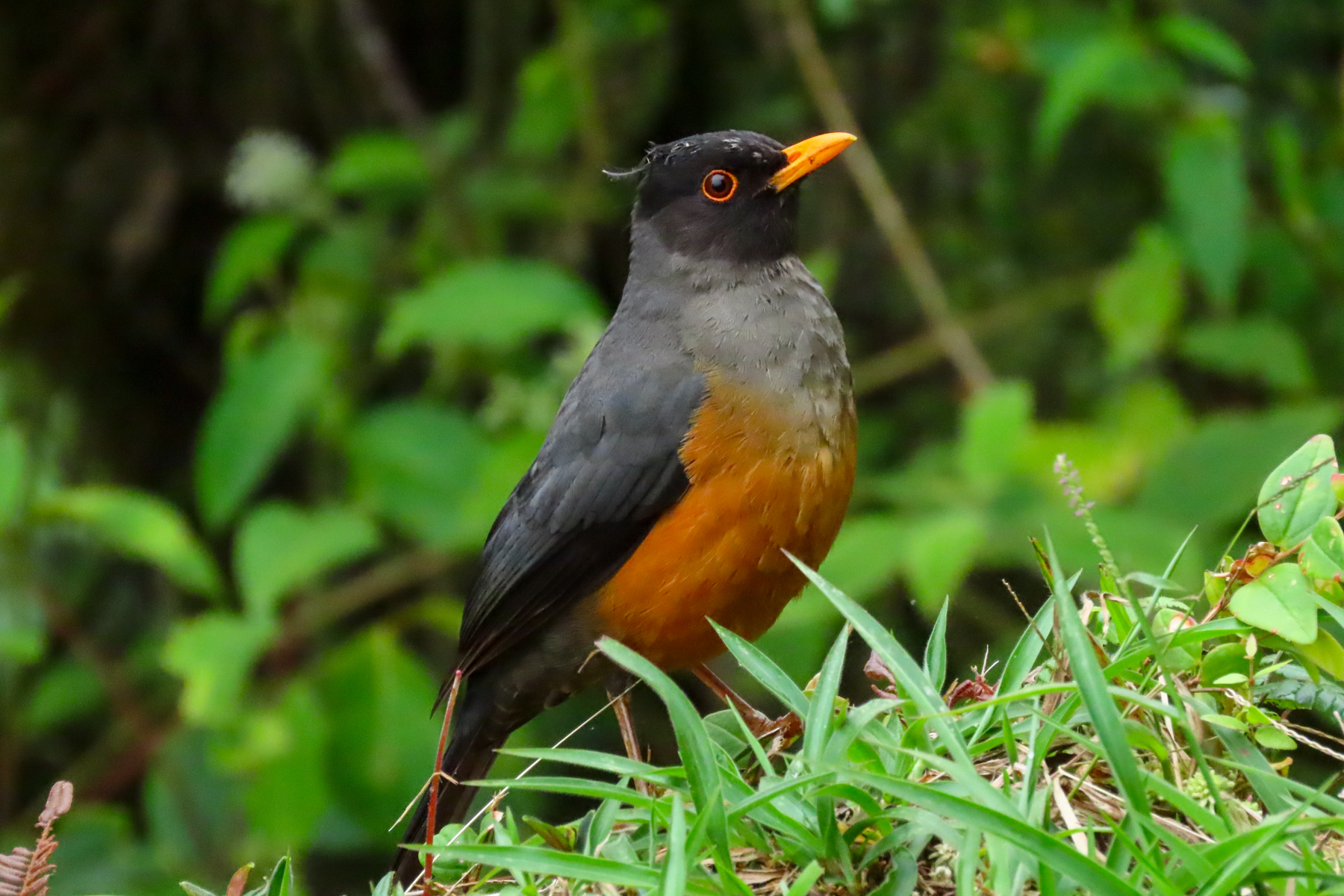 Chestnut-bellied Thrush (image by Keith Betton)
