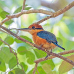 Cinnamon-banded Kingfisher (Babar) (image by Pete Morris)