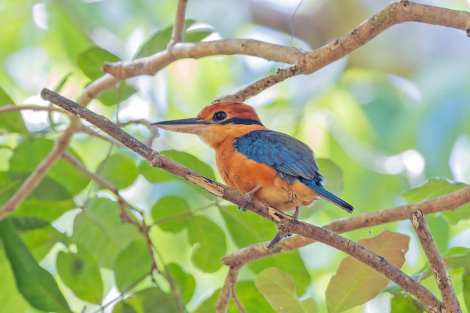 Cinnamon-banded Kingfisher (Babar) (image by Pete Morris)