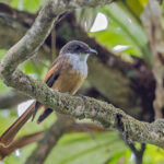 Cinnamon-tailed Fantail (image by Pete Morris)