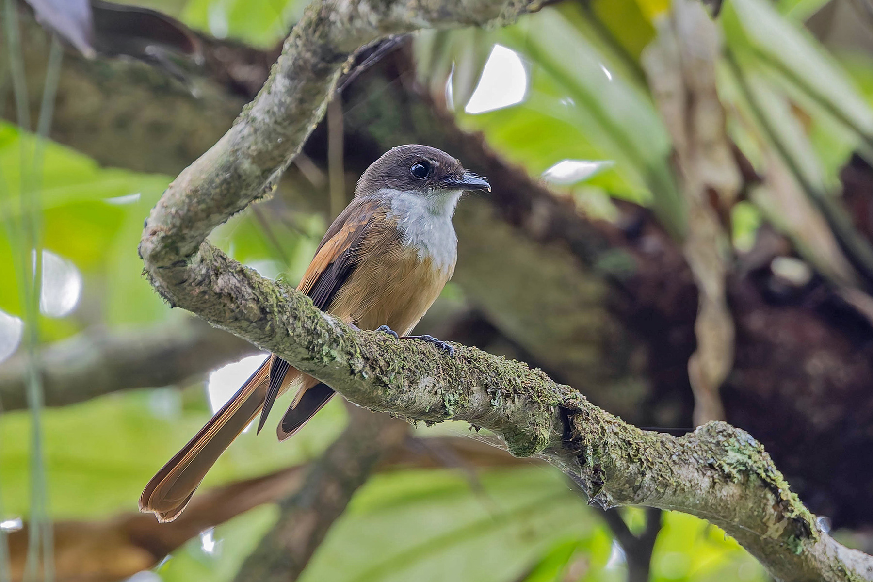 Cinnamon-tailed Fantail (image by Pete Morris)