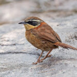 Collared Crescentchest (image by Pete Morris)