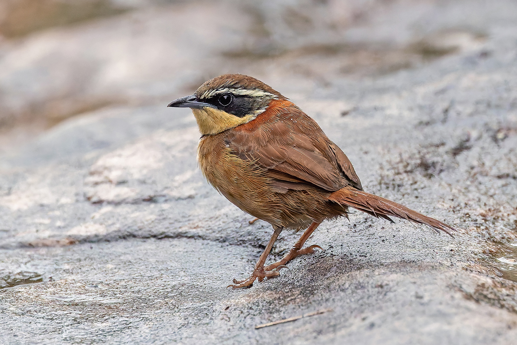 Collared Crescentchest (image by Pete Morris)