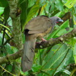 Colombian Chachalaca (image by Keith Betton)