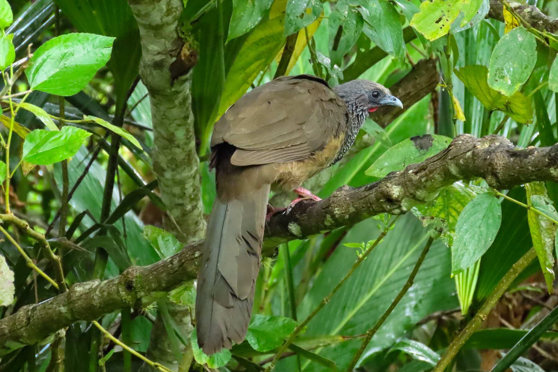 Colombian Chachalaca (image by Keith Betton)