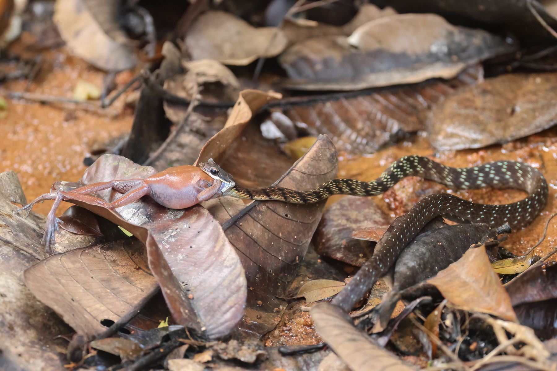 Common Bronzeback (image by Vincent van der Spek)
