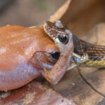 Common Bronzeback (image by Vincent van der Spek)