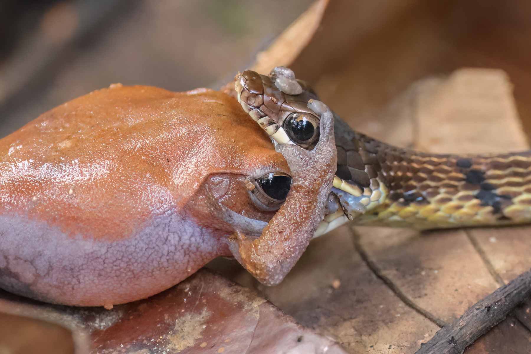 Common Bronzeback (image by Vincent van der Spek)