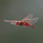 Common Glider (image by Pete Morris)