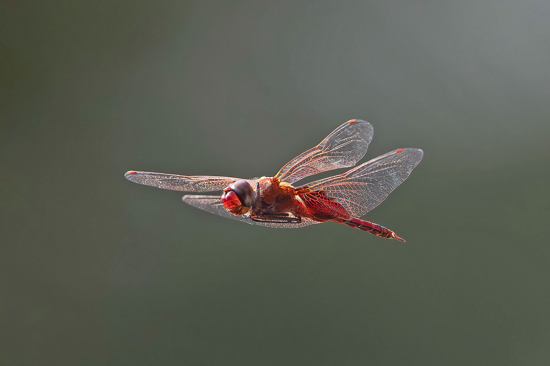 Common Glider (image by Pete Morris)