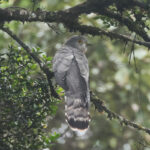 Common Hawk-Cuckoo (image by Vincent van der Spek)