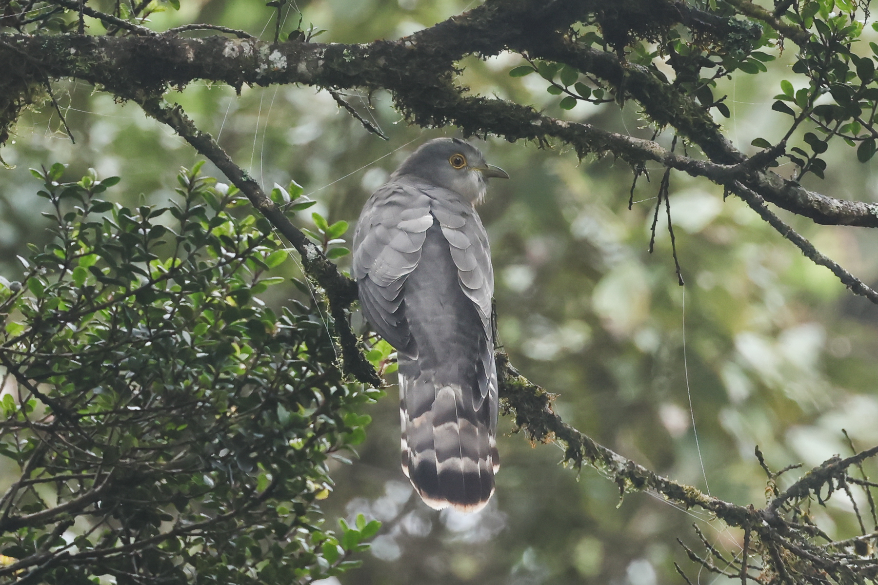Common Hawk-Cuckoo (image by Vincent van der Spek)