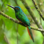 Coppery-chested Jacamar (image by Keith Betton)