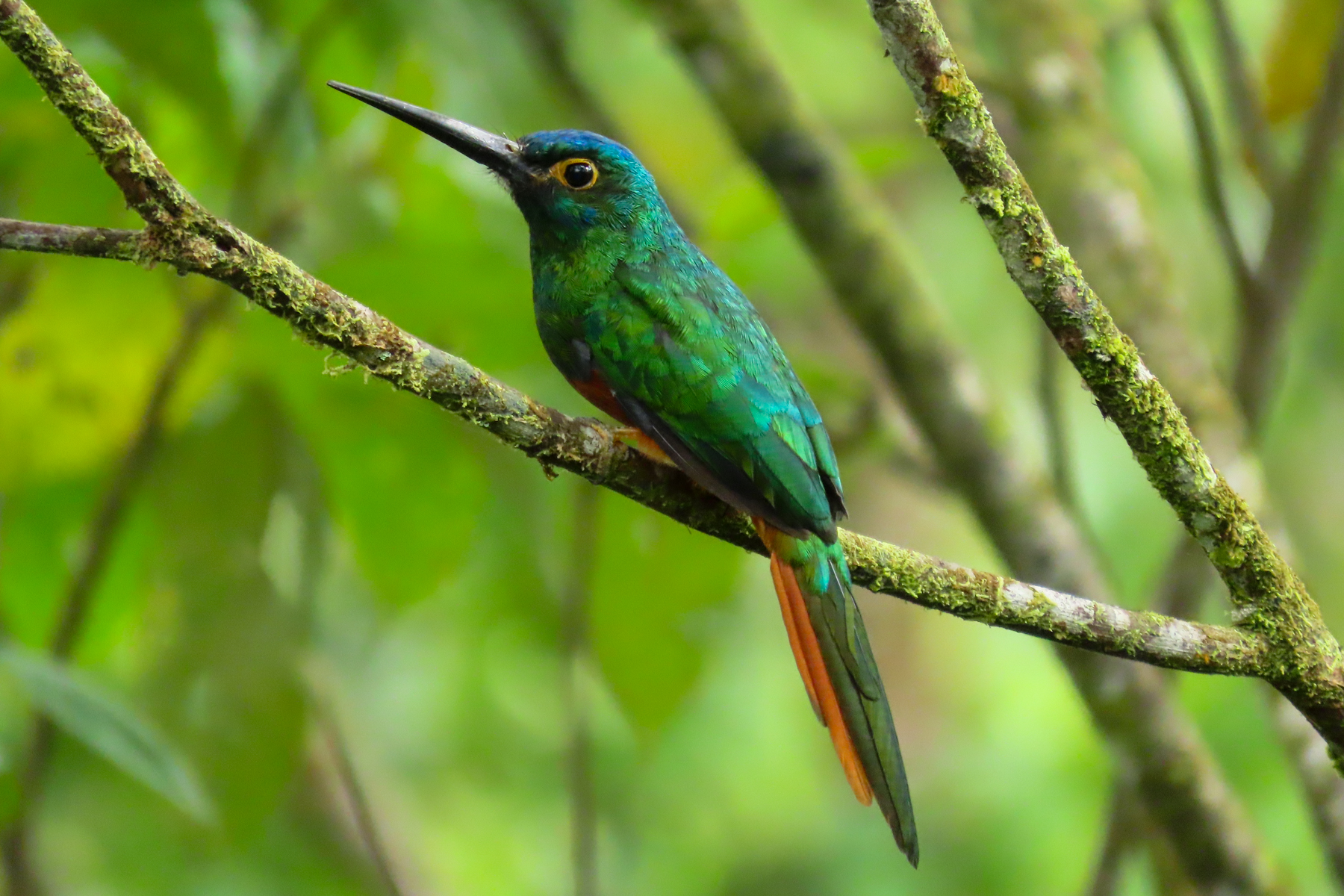 Coppery-chested Jacamar (image by Keith Betton)