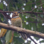 Crescent-chested Puffbird (image by Pete Morris)