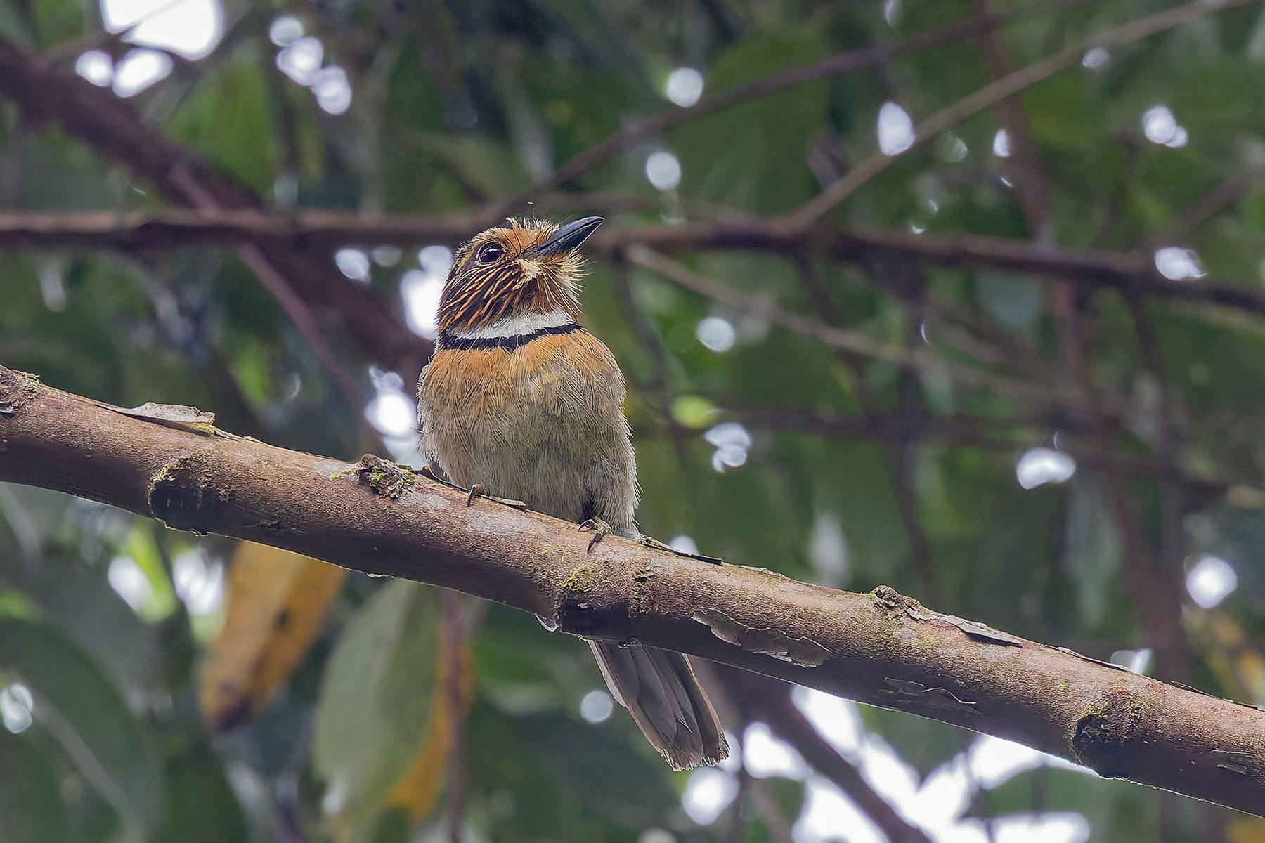 Crescent-chested Puffbird (image by Pete Morris)