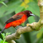 Crimson-backed Tanager (image by Keith Betton)