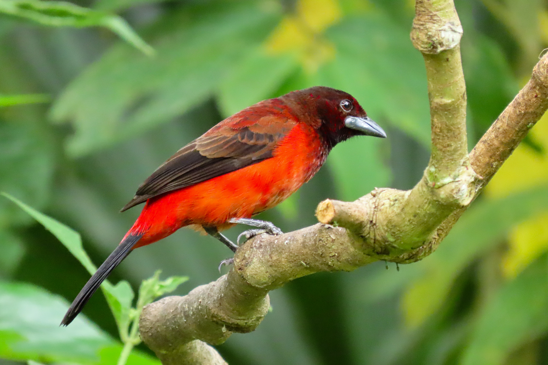 Crimson-backed Tanager (image by Keith Betton)