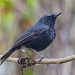 Damar Flycatcher (image by Pete Morris)