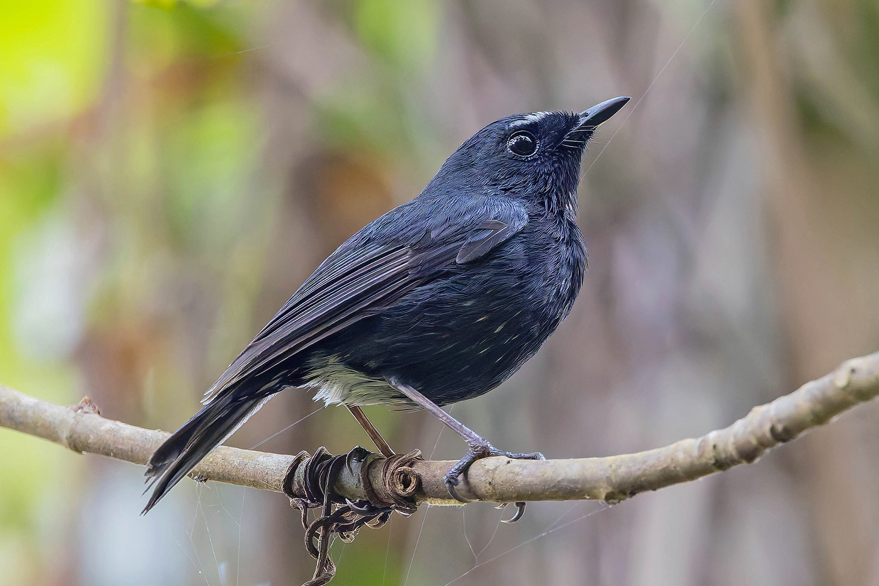 Damar Flycatcher (image by Pete Morris)