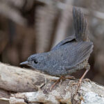 Diamantina Tapaculo (image by Pete Morris)