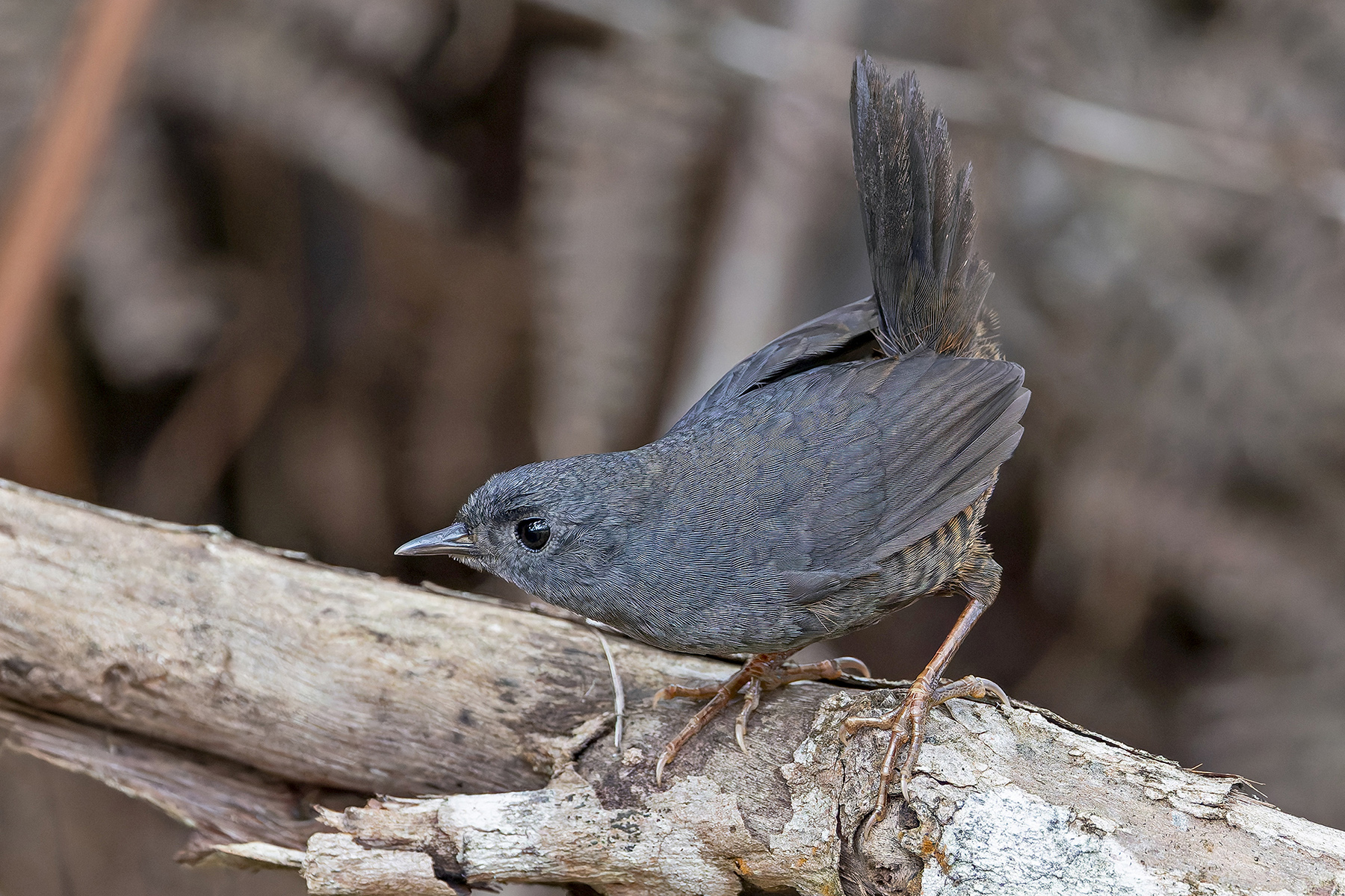 Diamantina Tapaculo (image by Pete Morris)