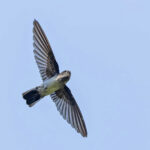 Drab Swiftlet (image by Pete Morris)
