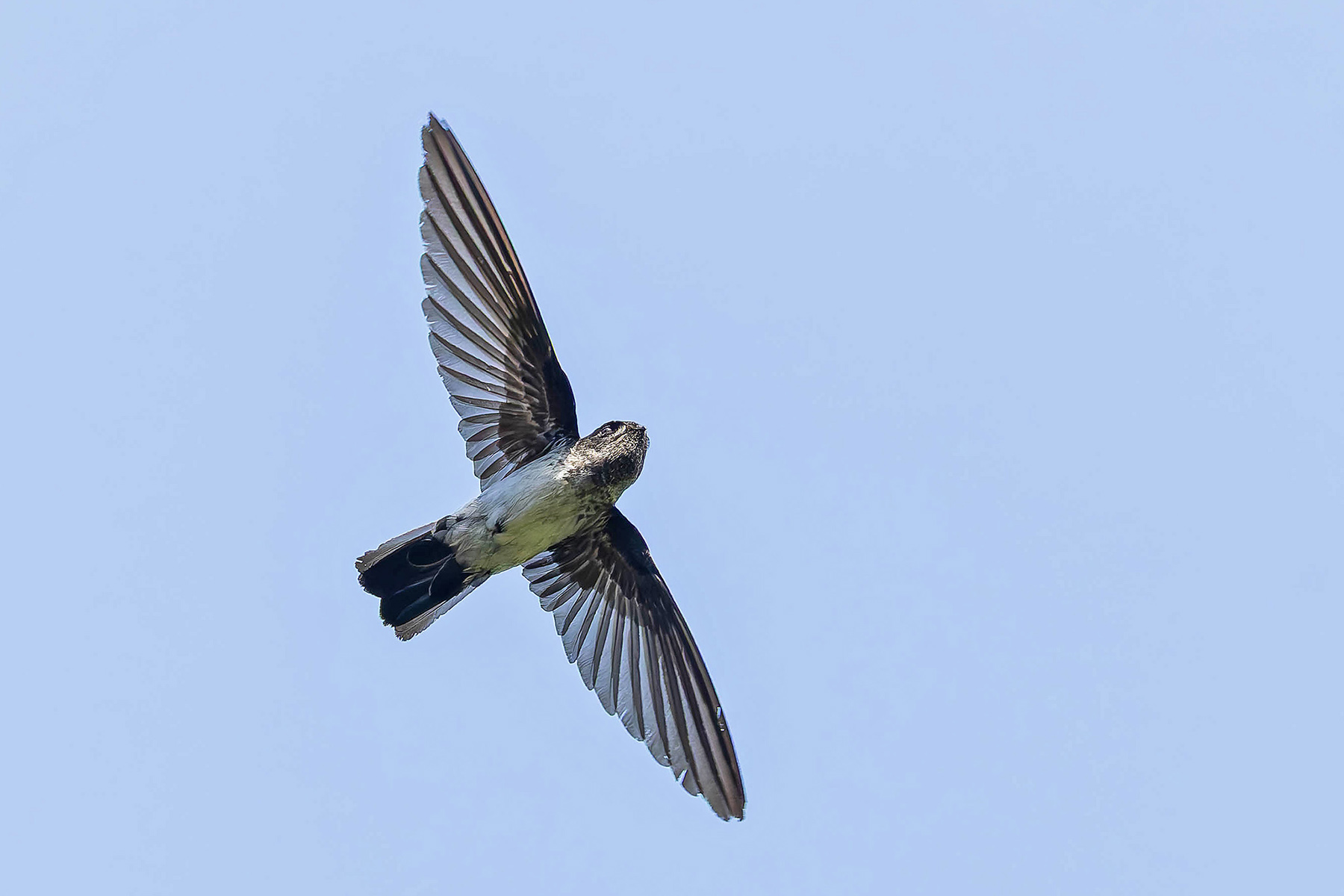 Drab Swiftlet (image by Pete Morris)